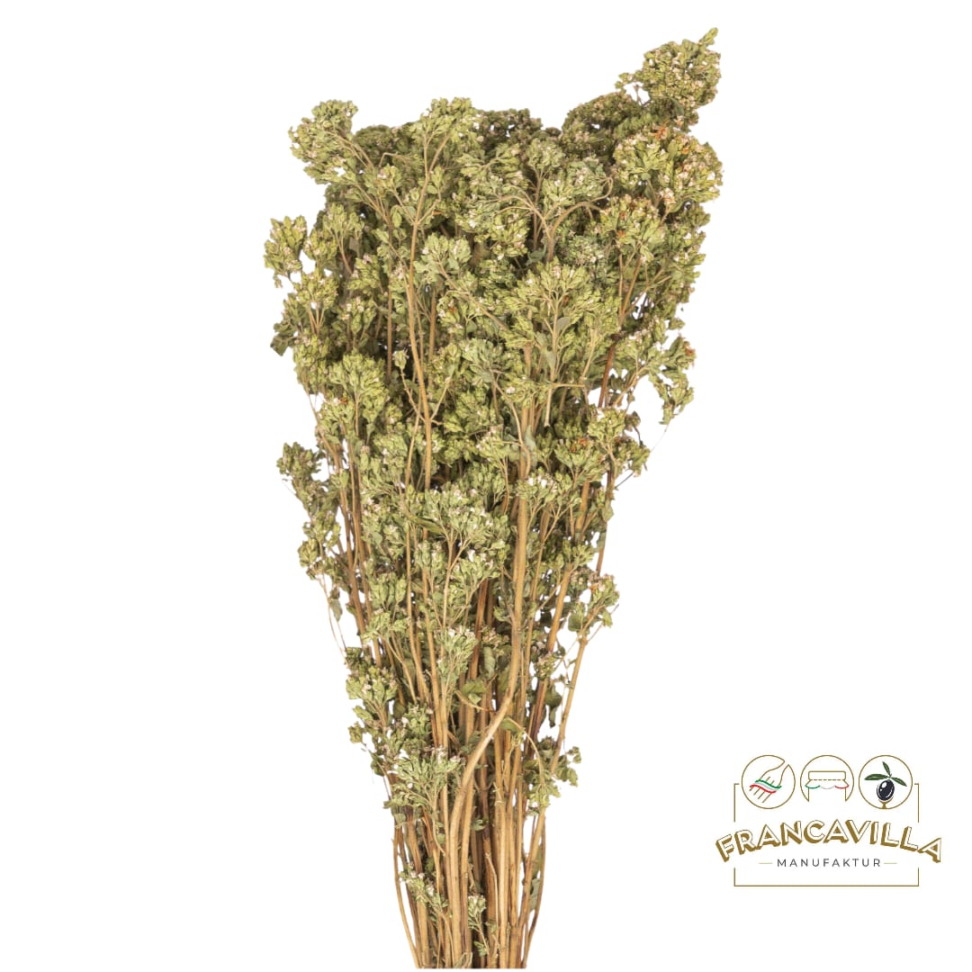 Wilder Getrockneter Oregano-Strauch aus Sizilien